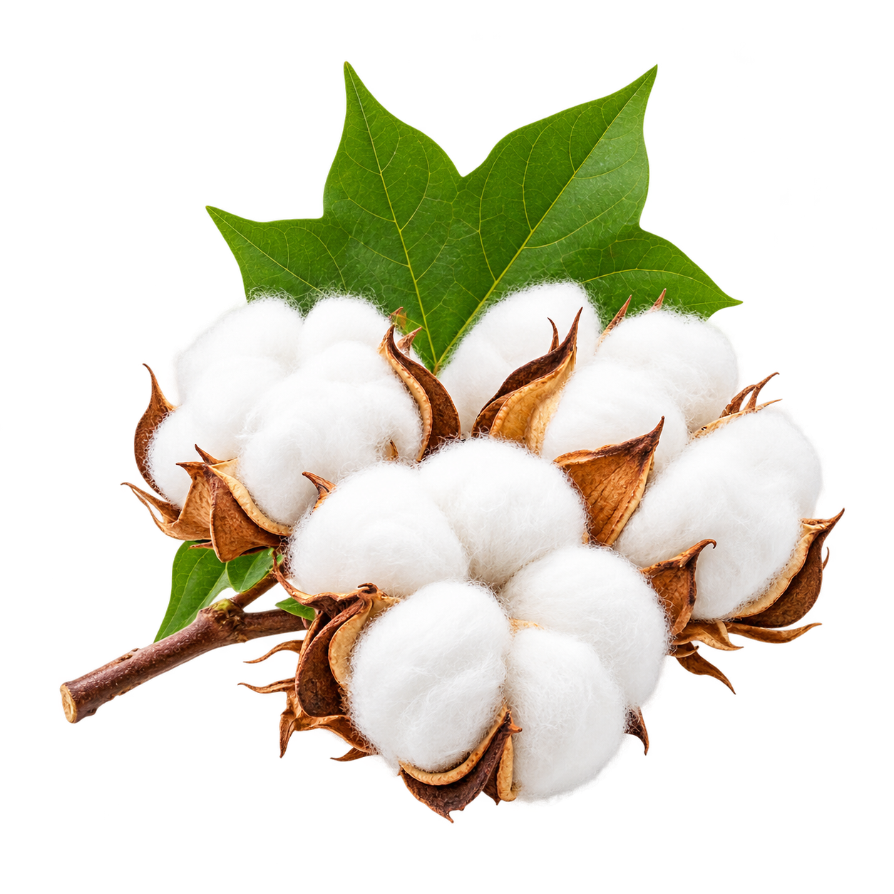 Cotton