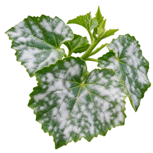Powdery Mildew