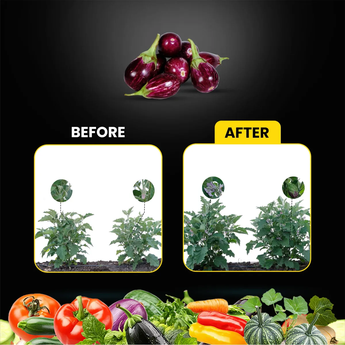 Kay Bee NOVA Zyme | Seaweed Extract Liquid Concentrate | Plant Growth Regulator for Gardens and Agriculture | Helps to Boost Flowering and Fruiting | Helps to Improve Tillering