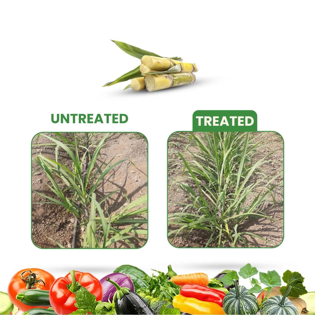 Kay Bee NOVA GA | Plant Growth Regulator for Agriculture and Garden | Reduce Stress caused Due to Biotic and Abiotic Factors