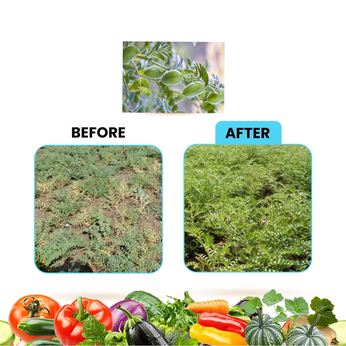 Kay Bee pH Tunner | Specially Designed for Reducing pH of Soil and Water | pH Balancer | Helps in Nutrient Availability | Soil Conditioner