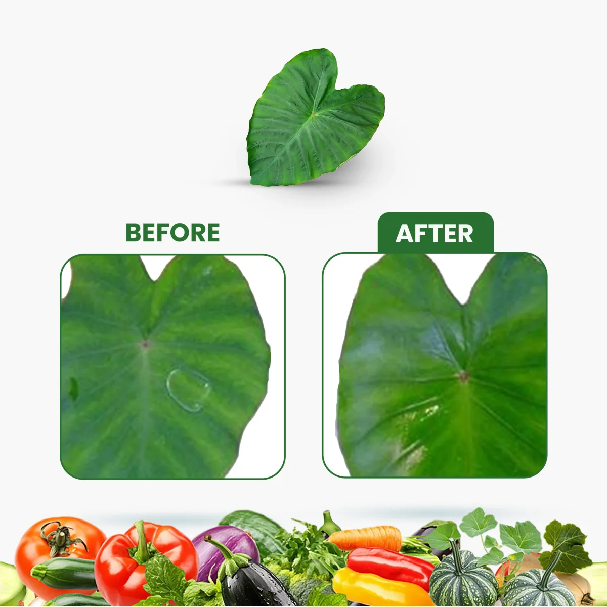 Kay Bee Balanstick | Silicone Spreader for Plants Spray | Spreader Sticker for Plant