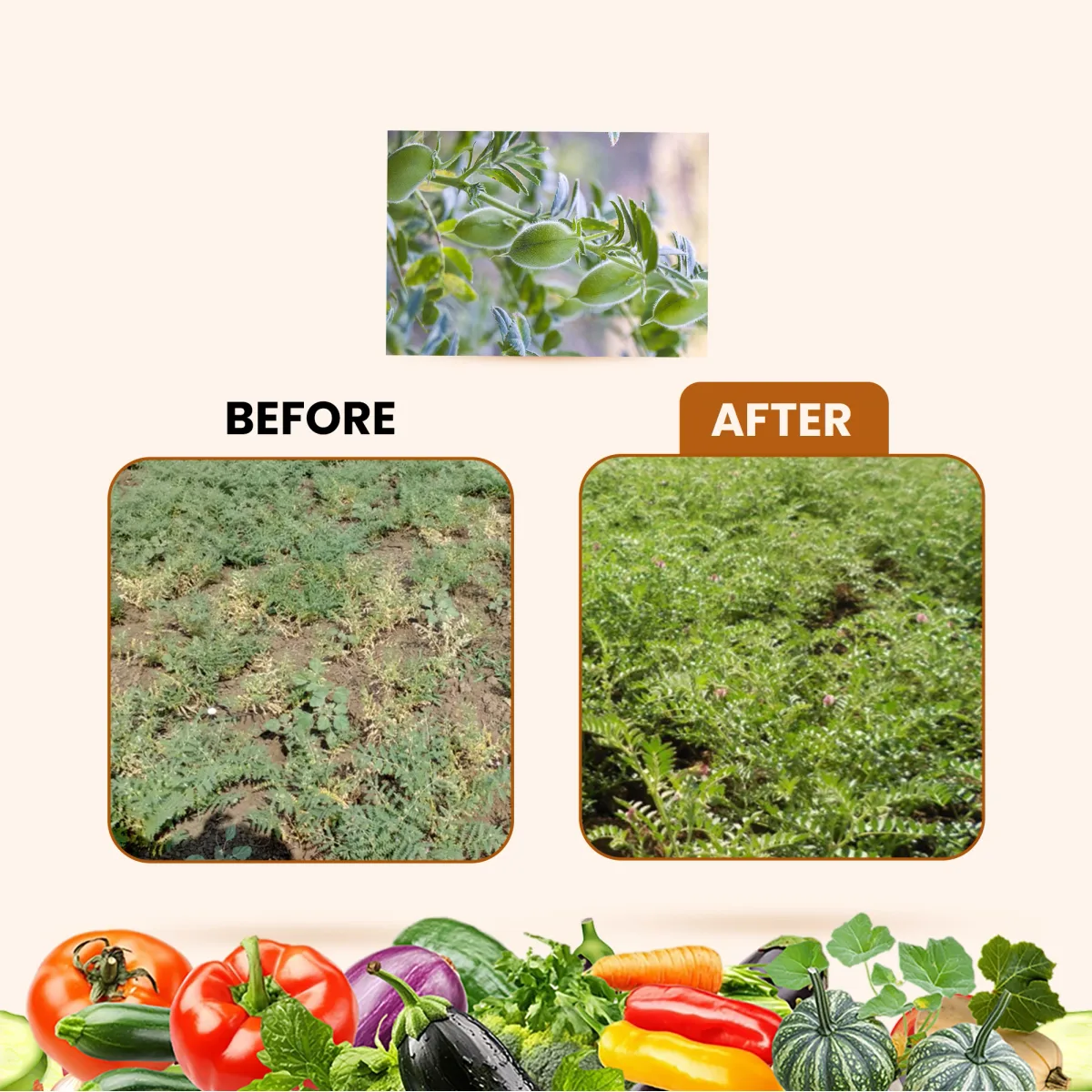 Kay Bee Root Fit | Control for Wilt, Root Rot, & Nematodes | For Healthy Root Growth | Plant Root Growth Booster Liquid
