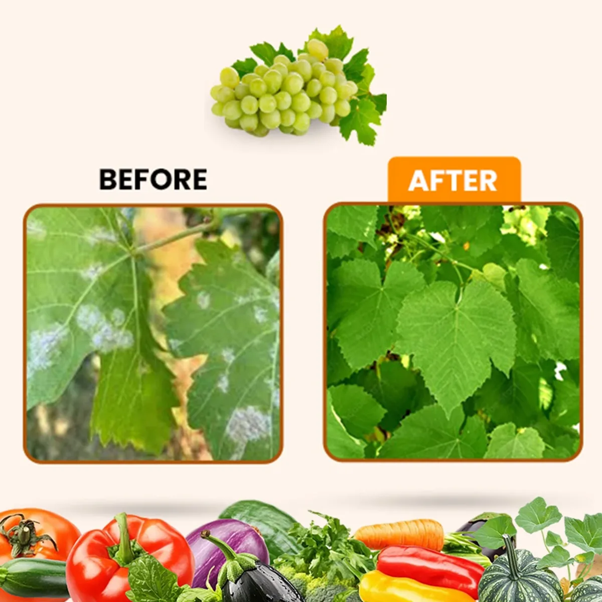 Kay Bee Downy Raze | Downy Control for Agriculture | Organic Downy Control for Plants