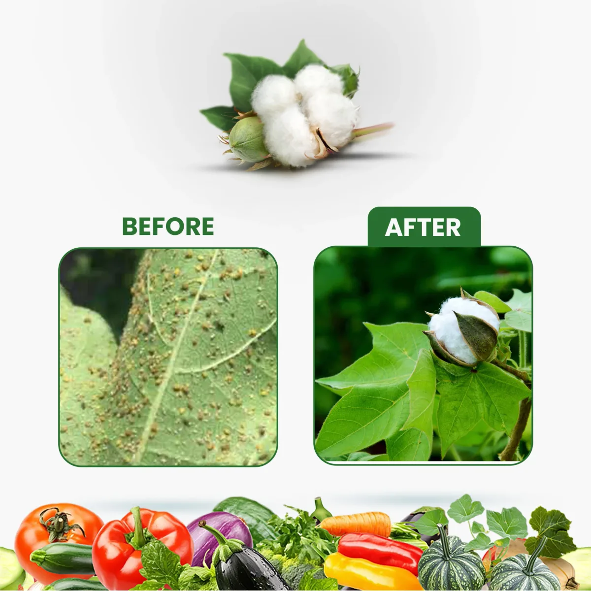 Kay Bee Pesto Raze Cotton Special | Safe and Effective Pest Control | Organic Pest Control for Plants