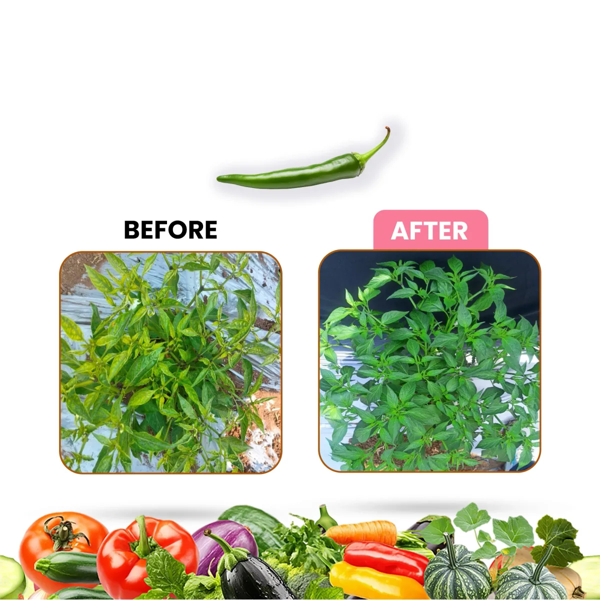 Kay Bee Thrips Raze | Bio Insect Control for Plants & Home Garden | Thrips Control for Plants and Organic Farming