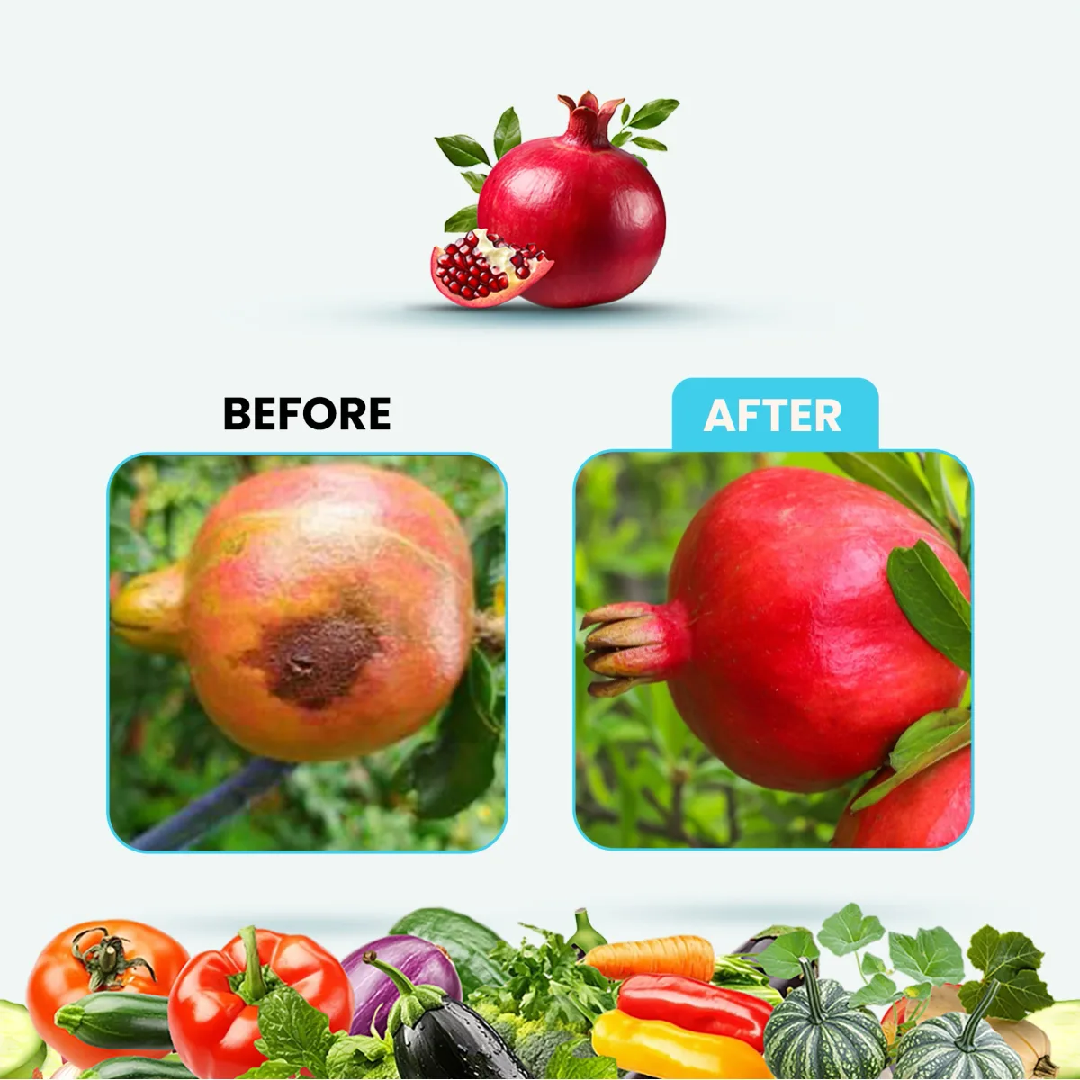 Kay Bee Bacto Raze | Organic Botanical extracted product For All Bacterial Disease in Plants
