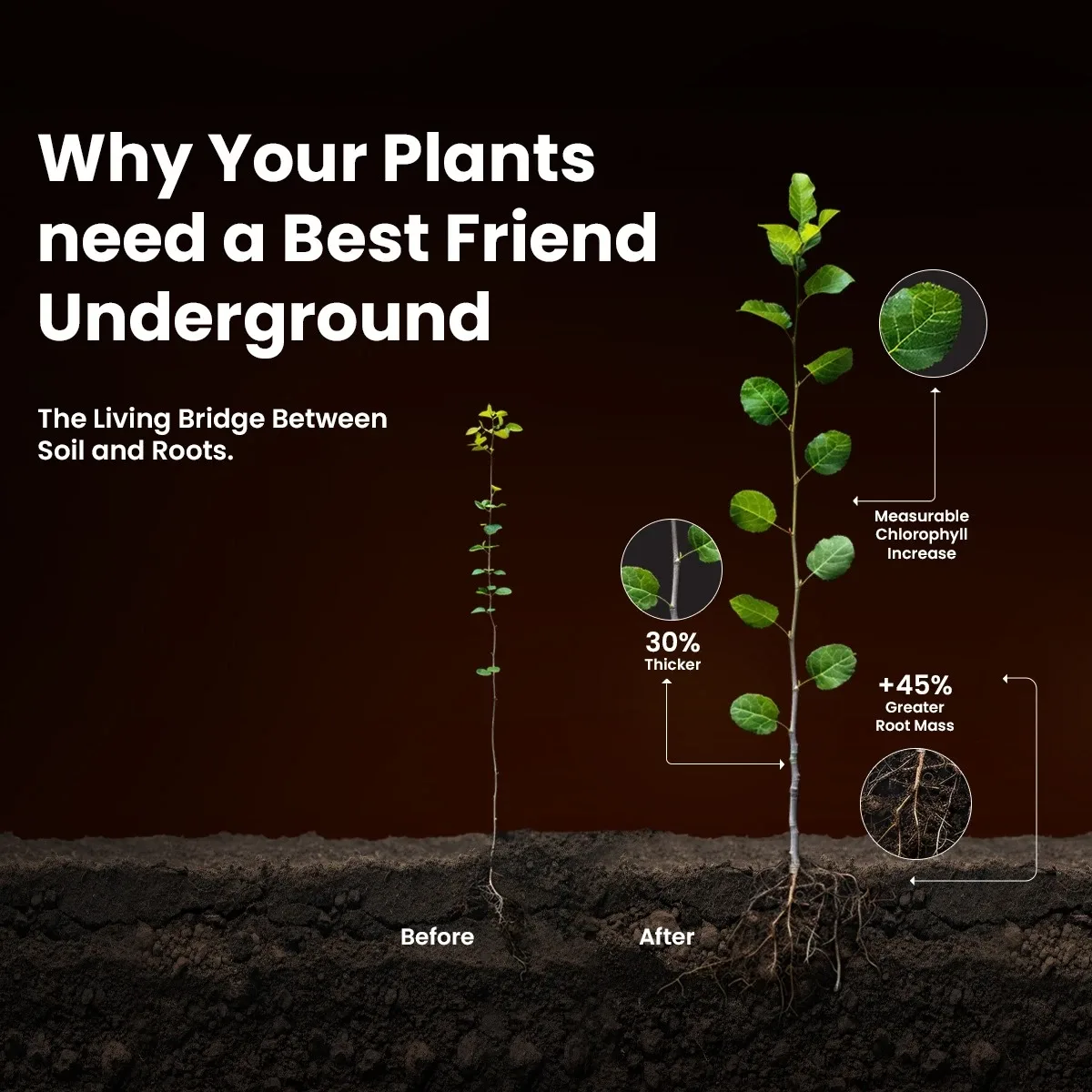 MYCORIS VAM Mycorrhiza Bio Fertilizer | Enhances Root Growth & Soil Nutrient Absorption | Suitable for All Crops