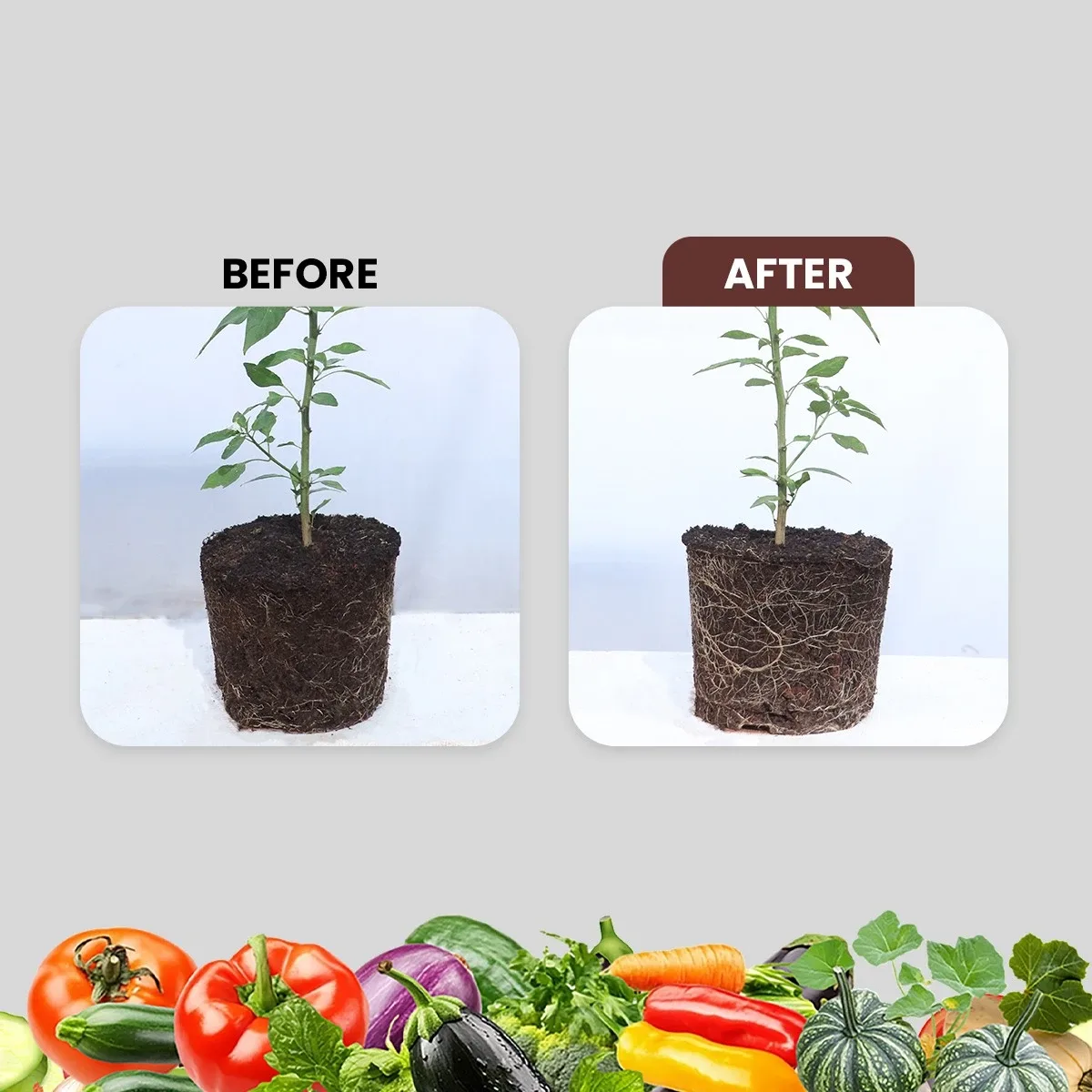 MYCORIS Premium VAM Mycorrhiza Bio Fertilizer | Enhances Root Growth, Nutrient Absorption & Soil Microbial Activity