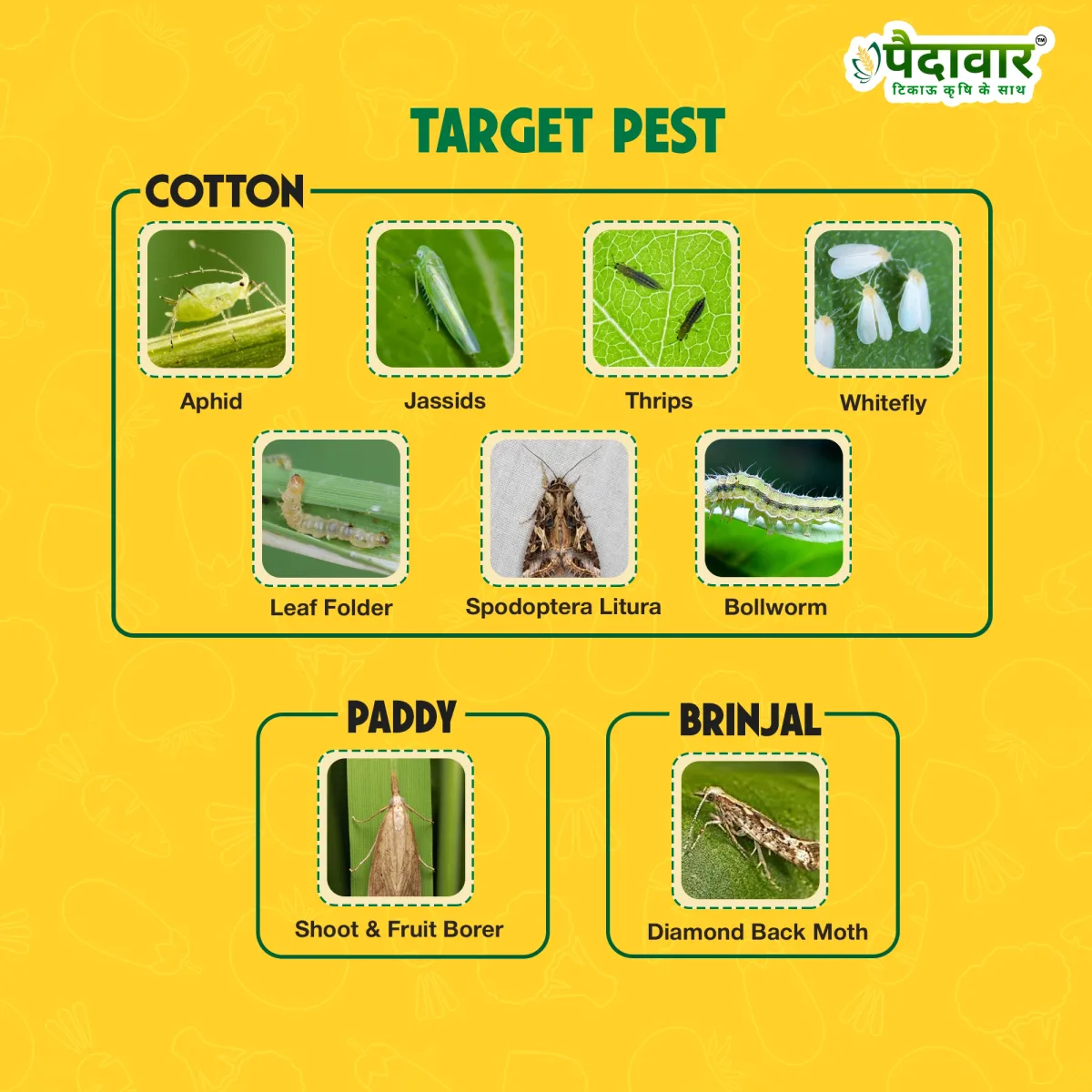 Paidavaar Laher 505 Chlorpyriphos 50% + Cypermethrin 5% EC Insecticide