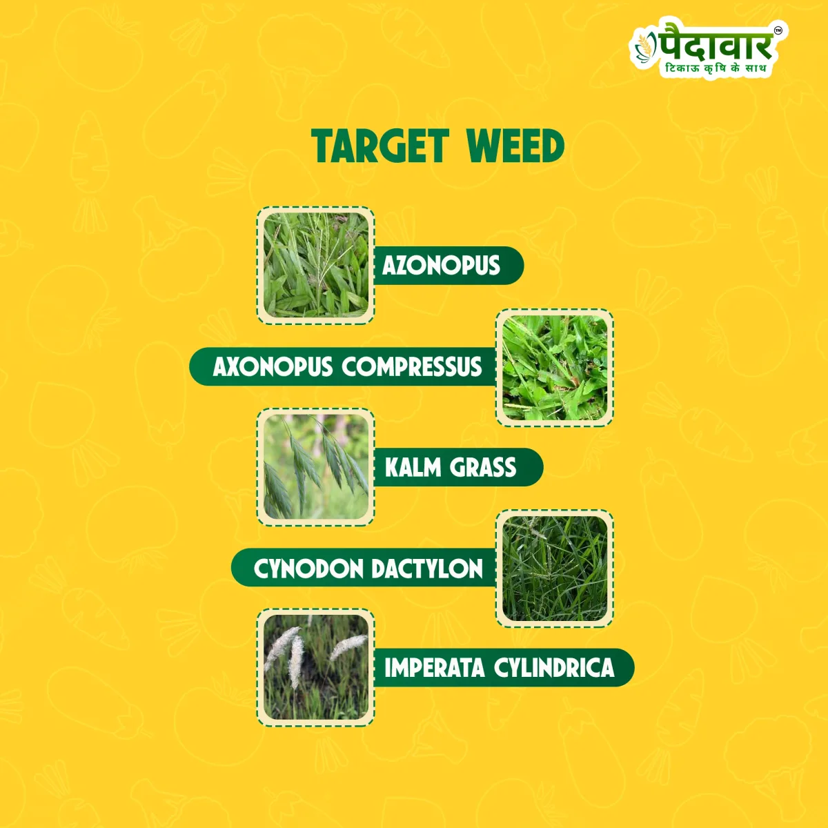 Paidavaar Advance - 41 Glyphosate 41% SL Herbicide