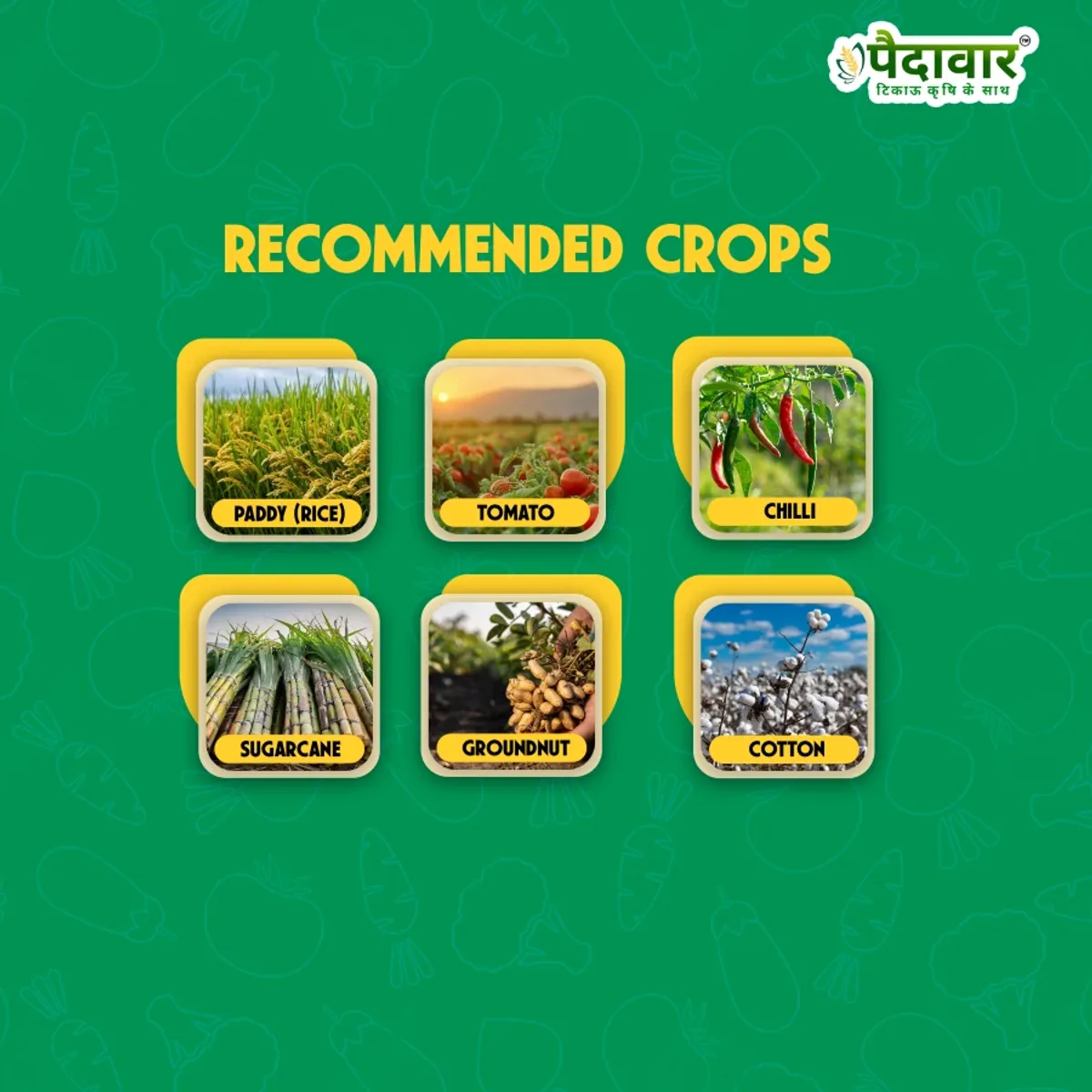 Paidavaar Mida-30 I midacloprid 30.5% SC | Insecticide