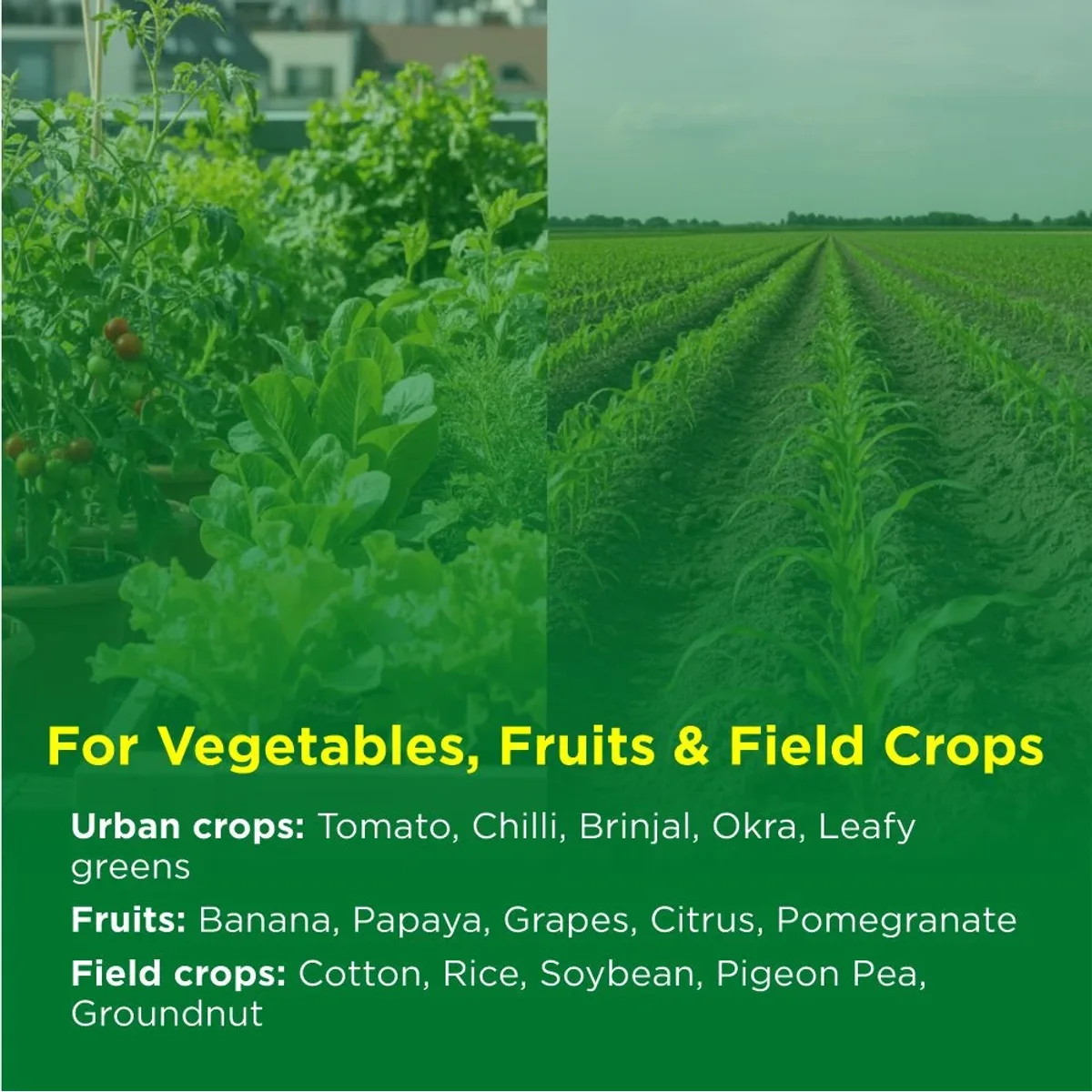 Titan Agritech IMIDACLOPRID 30.5% SC