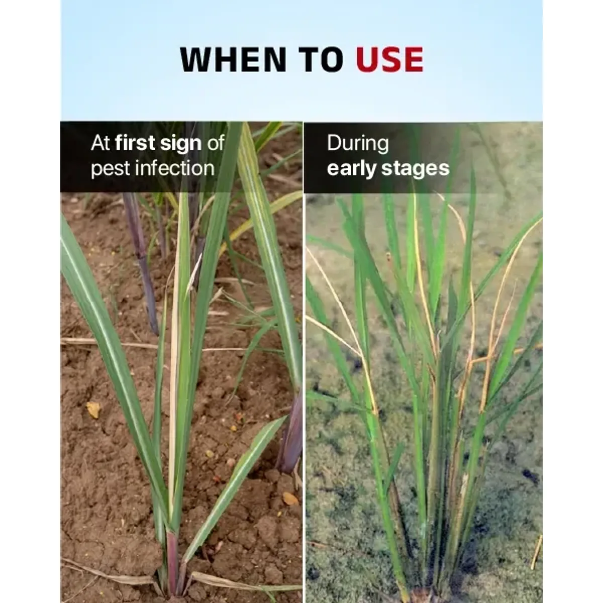 AgriVenture Carzone Insecticide (Chlorantraniliprole 18.5% SC) - Broad Spectrum Pest Control
